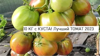 Посадила 1 раз этот Сорт ТОМАТОВ, Теперь Сажаю ЕЖЕГОДНО, Этот ТОМАТ СМЕТАЮТ ПАЧКАМИ,  Лучший в 2023