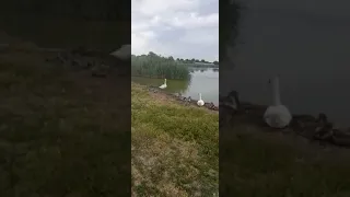 Лебеди отдыхают у пруда,станица Новощербиновская
