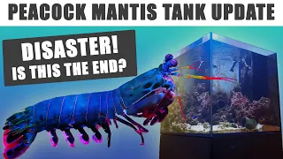 Peacock Mantis Shrimp Tank Update: Has the worst happened?