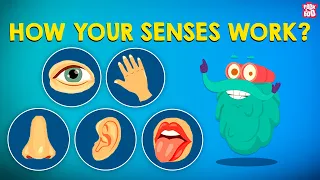 How Your Senses Work? | The Five Senses | The Dr Binocs Show | Peekaboo Kidz