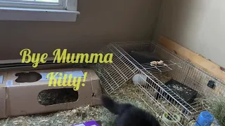 Huge Black Cat plays with Guinea Pigs