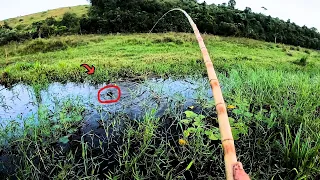 INVADIRAM O CÓRREGO DEVORANDO TUDO!! FICOU INFESTADO DE DESTRUIDORES GIGANTES... Pescaria