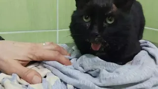 Кота обижали 10 лет и в итоге хозяйка принесла его на усыпление