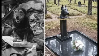 История собаки Жужи. Почему её похоронили на человеческом кладбище?