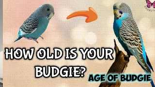 How old is your Budgie? How to know Budgie's Age? #Budgie #parrot #age #howtoknow