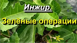 Инжир. Осветление кустов. Завязываются новые фиги. 2023 06 16