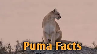 Fascinating Facts About Puma.