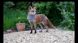 Fox cub playing hide and seek   4K