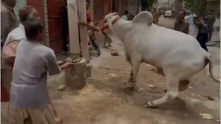 Cow Qurbani Dangerous Animal Attack/ Anari kasaei ki shamat/ #qurbanicollection #viral #shorts