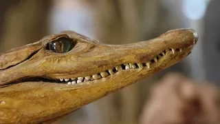 Как в ФМШ НГУ появился крокодил?