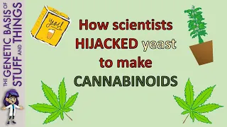 Scientists HIJACKED yeast to make CANNABINOIDS!!!