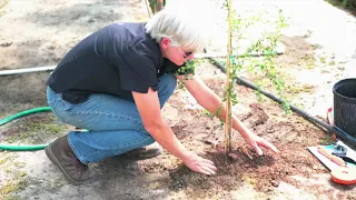 GA Grown Citrus: The Right Way To Plant a Tree