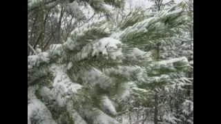 Серебряная мелодия зимы. Silver melody winter.