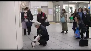 忠犬いや、猫　大好きな主人，駅でおむかえ＊