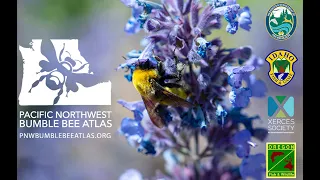 PNW Bumble Bee Atlas Training V2 - Module 1: Ecology and Conservation