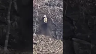 Panda Falls Off Cliff! (Nightmare) #Shorts