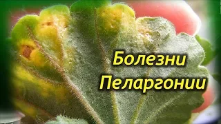 10 типичных болезней Герани! Как вылечить Пеларгонию?