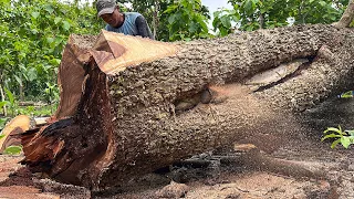 More wild !! Stihl ms 881 Vs Old Trembesi Tree.