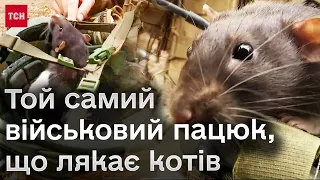 🐭 Бойова одиниця і віддушина для побратимів! У гарячих точках "виконує завдання" військовий пацюк