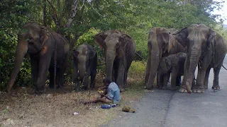 Andaman Elephants in Andaman and Nicobar Islands