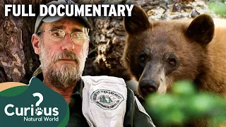 When Bears Attack: The Battle in Mammoth Lakes | Bear Documentary | Curious?: Natural World