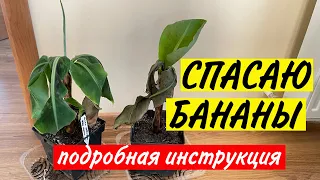 Болеет БАНАН | Сохнут листья банана | Банан дома