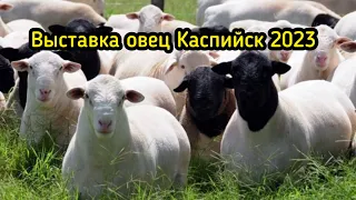 Всероссийская выставка племенных овец и коз в Дагестане #овцы