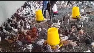 this what we call quality Kuroiler chicks at  Uganda Kuroiler and Local chicken farmers limited