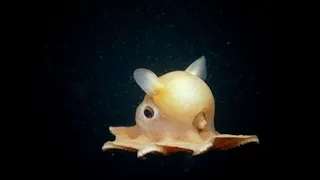 The Cutest Octopus