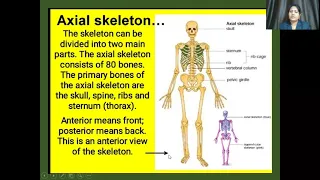 Skeleton and Movement   4