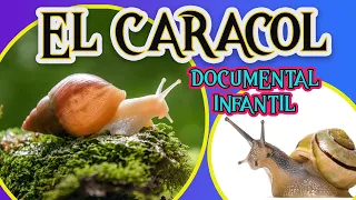 EL CARACOL 🐌 | Videos educativos para niños | LOS MOLUSCOS| Los animales | Documentales para niños