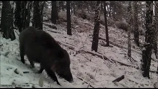 Boars and seven little boars (Кабаны и семь маленьких кабанят)