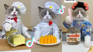 That Little Puff | Cats Make Food 😻 | Kitty God & Others | TikTok 2024 #31