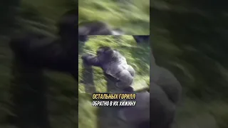 Горилла спасла Мальчика 🦍❤️