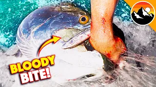 Eaten Alive by Giant Tarpon!