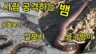 살모사 능구렁이 유혈목이 누룩뱀 지리산 뱀 쏘가리 양식장에서