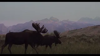 Wildlife Photography-August Bull Moose in Velvet-close-8K-Jackson Hole/Grand Teton Park/Yellowstone