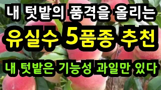 내 텃밭과 정원에 품격을 높혀주는 기능성 과일나무 5가지추천#초보자도키우기쉬운과일나무 #정원수추천#유실수묘목#묘목시장#최고의유실수#묘목식제시기#조경수#귀농귀촌#시골#전원생활