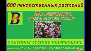 валерьяна лекарственная 600 лекарственных растений