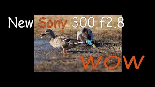 Sony 300 F2.8 - OMG # Fantastic