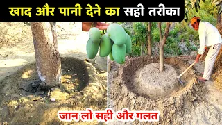 आम के पौधे में किस विधि से खाद और पानी देना चाहिए 🥭 aam ke paudhe mein khad aur Pani kaise de