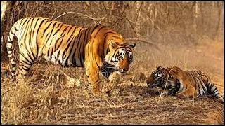 Tigers In Africa: Two Tigers Sent To Africa And Kill A Truckload Of Antelopes Every Day!