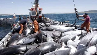 The Most Big Net Fishing Tuna - Havest Hundred Tons Tuna Fish On Modern Boats