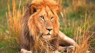 Löwe - Der König Von Afrika / Dokumentation