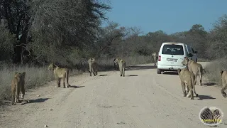 Largest Lion Pride Ever Walking Down The Road In Kruger Park