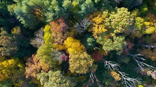 Peak Fall Foliage in Northeastern Pennsylvania (Fall 2022, drone shoot)