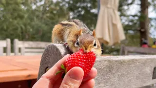 Chipmunk Terry's Nose Is Full Of Strawberry Scent