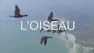 Cécile AUBRY - L' oiseau - par André PRIETO