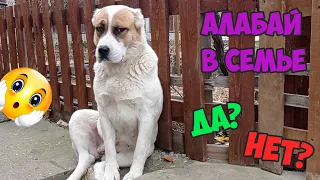 Стоит ли заводить алабая ???