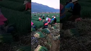 Spring Onions Harvest #satisfying #shot